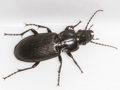 Pterostichus melanarius